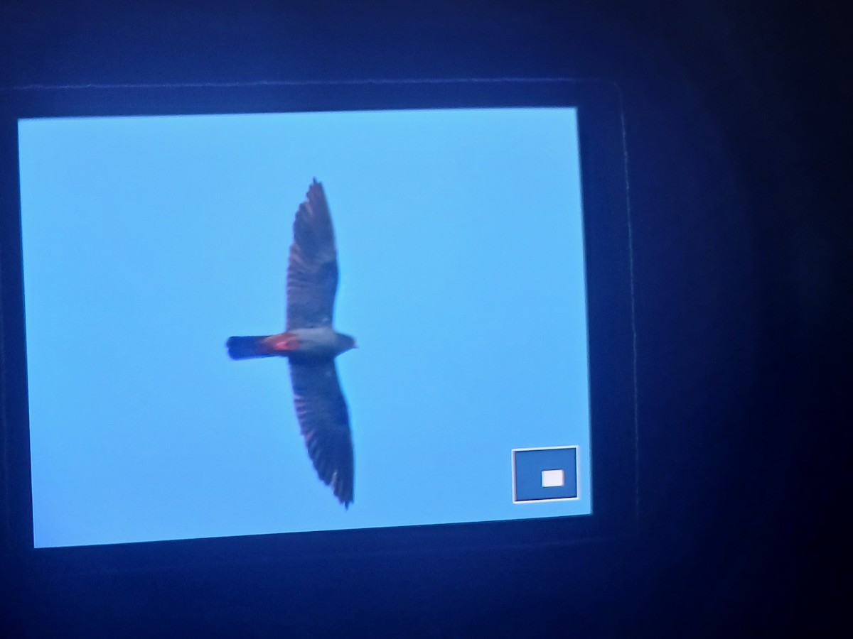 Red-footed Falcon - ML643227383