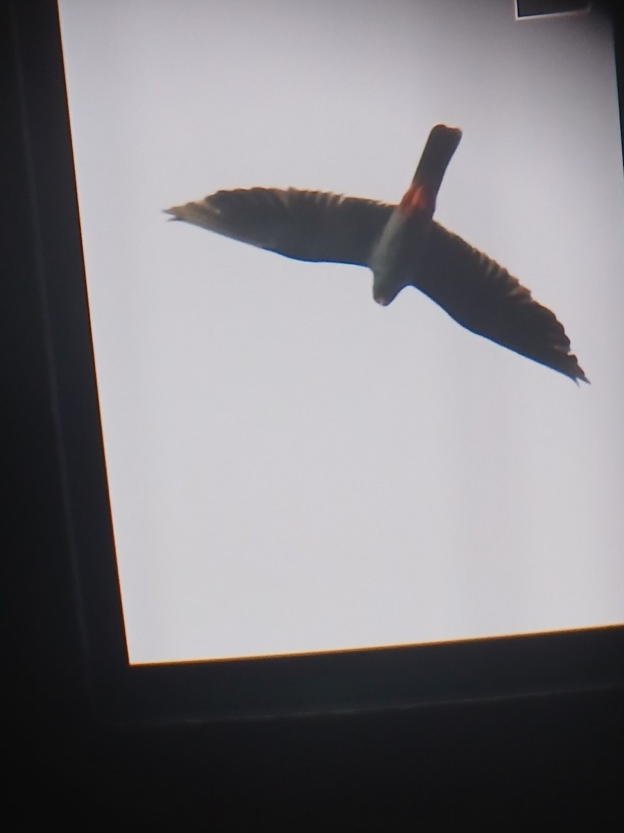 Red-footed Falcon - ML643227384