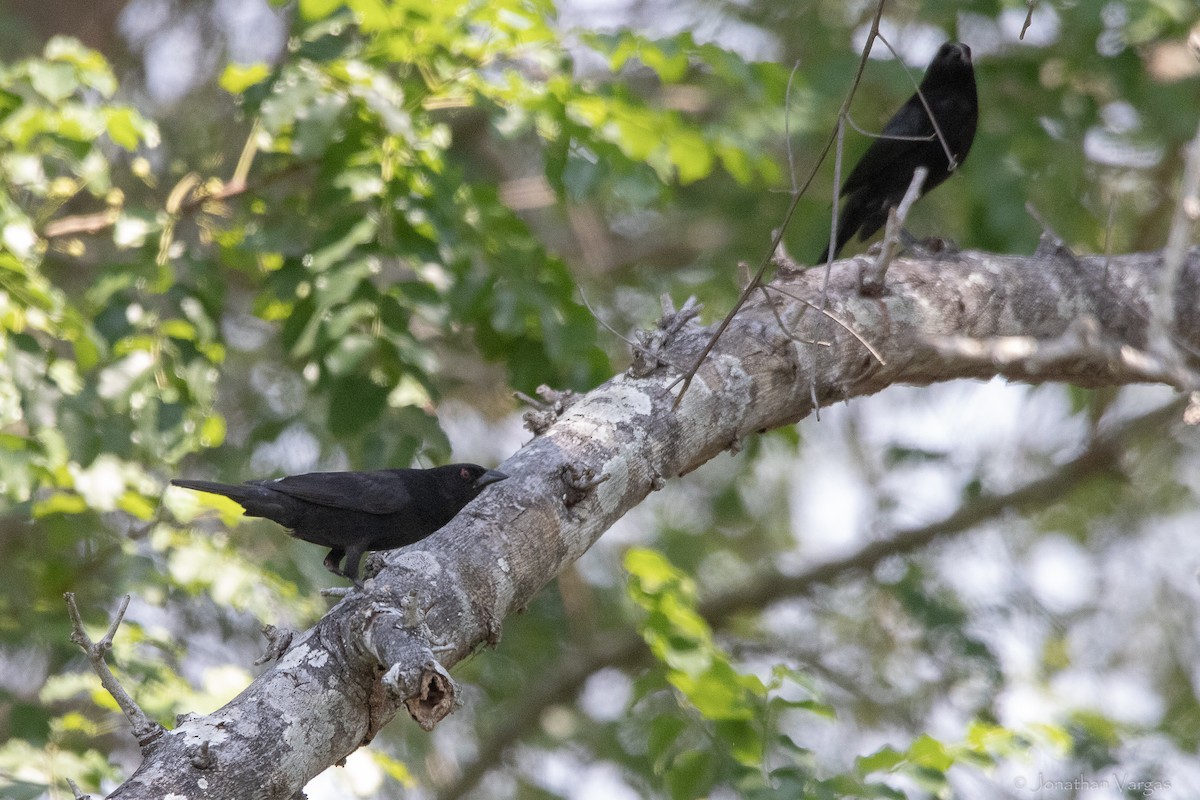 Bronzed Cowbird - ML643227385