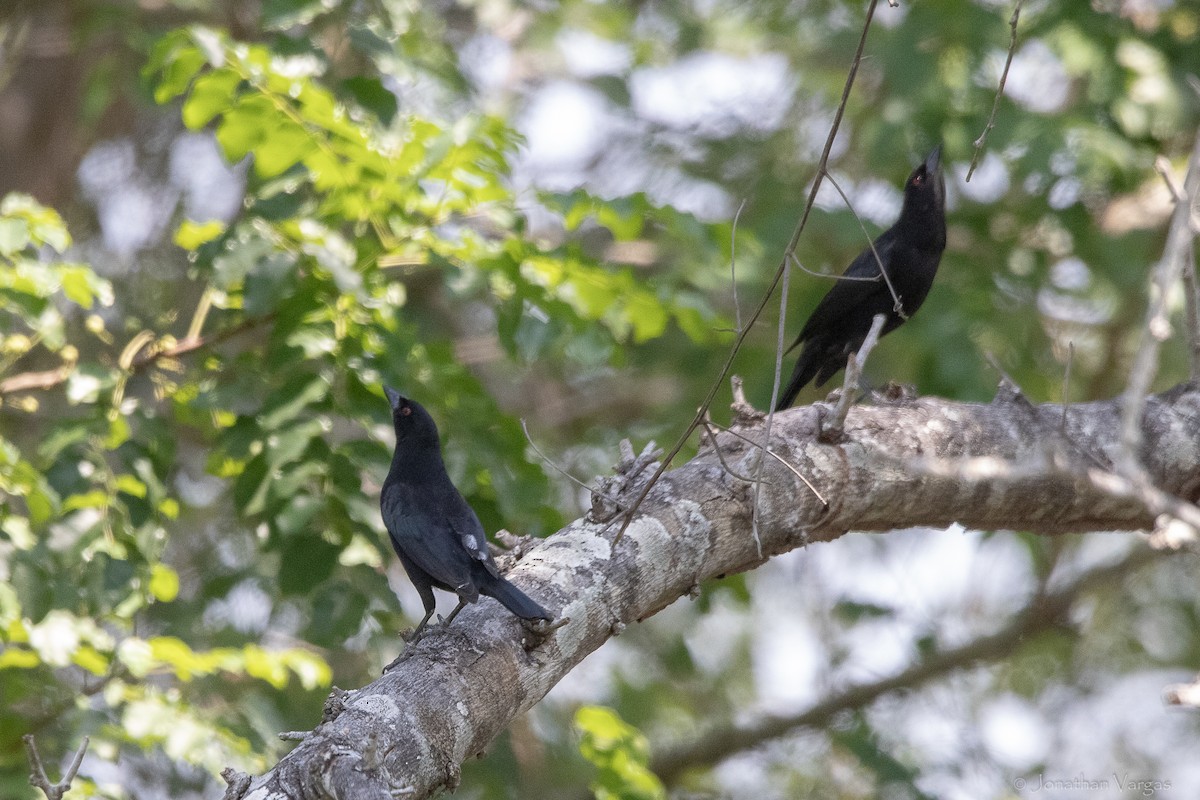 Bronzed Cowbird - ML643227386
