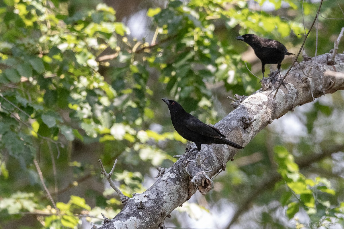 Bronzed Cowbird - ML643227387