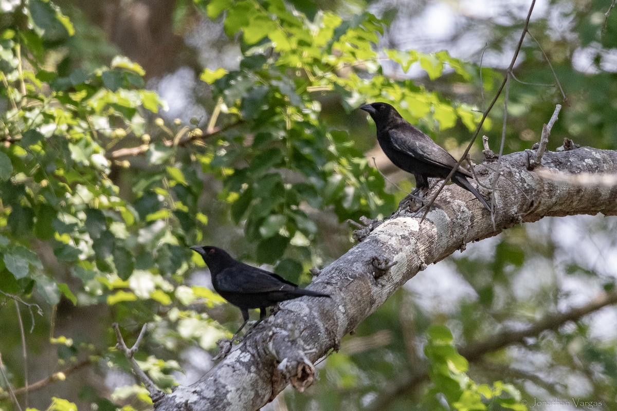 Bronzed Cowbird - ML643227388