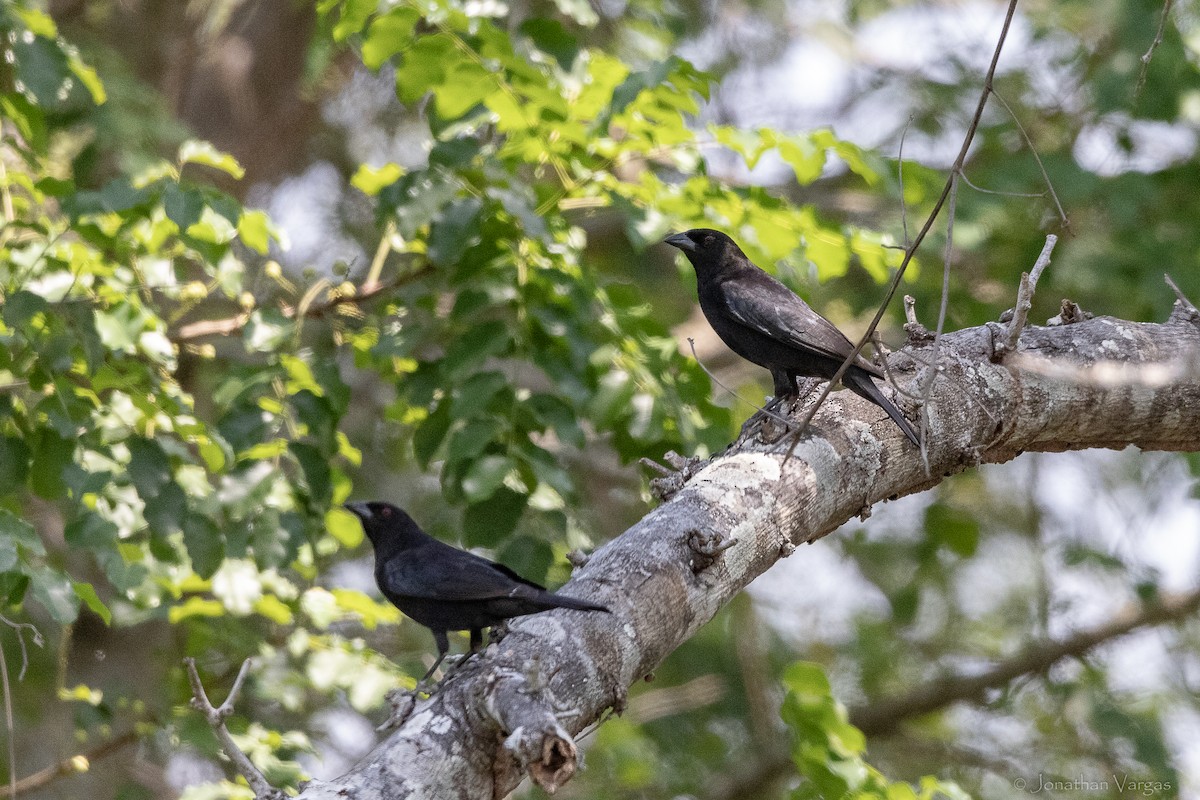 Bronzed Cowbird - ML643227389