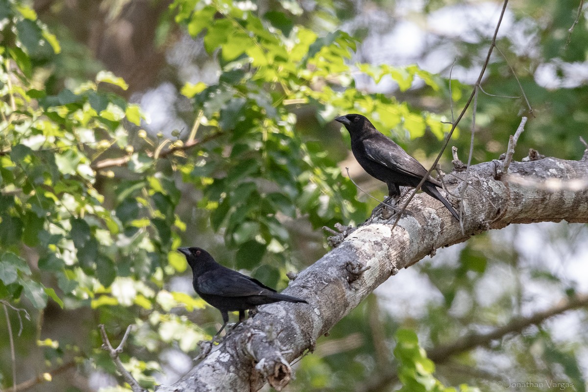 Bronzed Cowbird - ML643227390