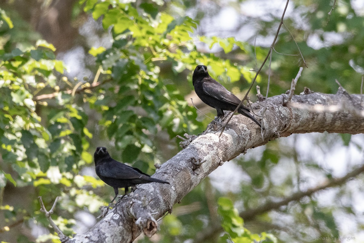 Bronzed Cowbird - ML643227391