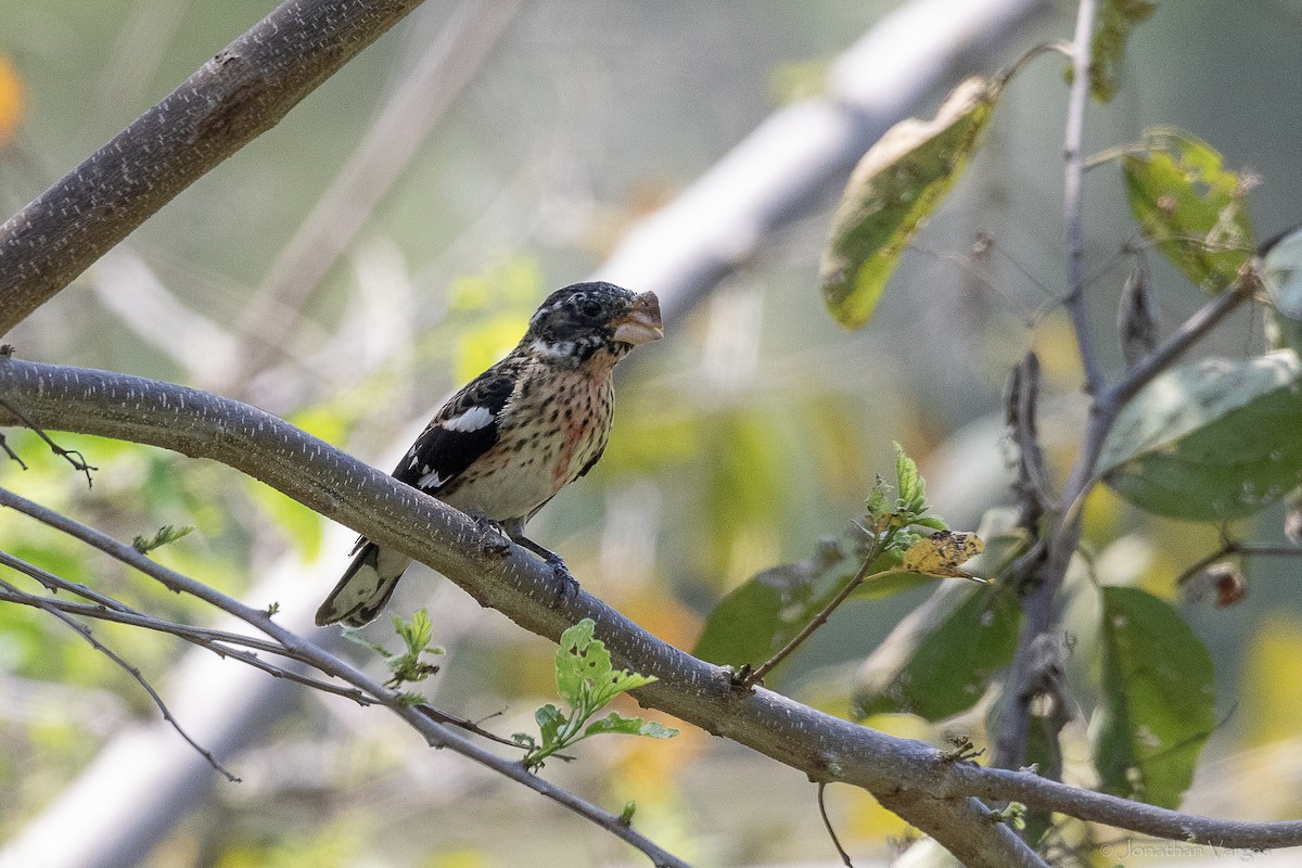 Rose-breasted Grosbeak - ML643227397