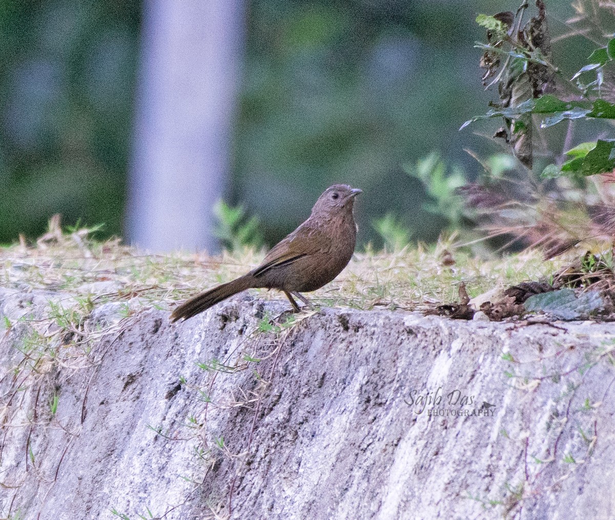 Бутанская кустарница - ML643227402