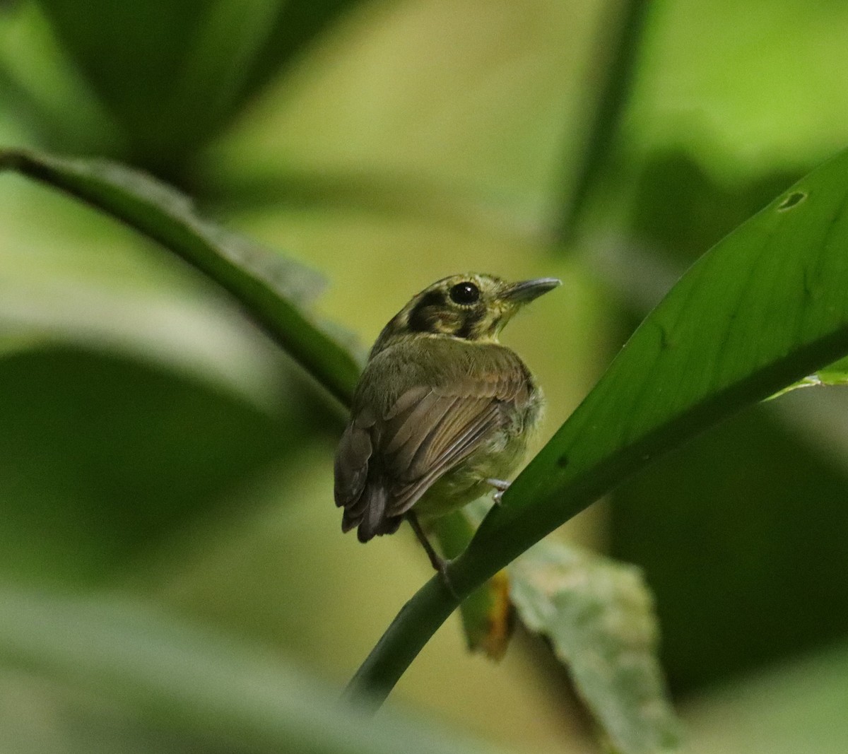 Golden-crowned Spadebill - ML643227406