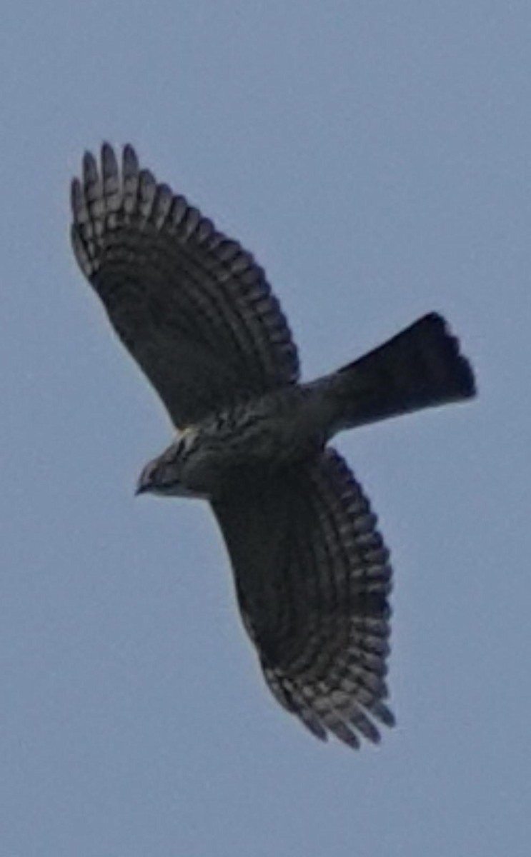 Besra - ML643227409