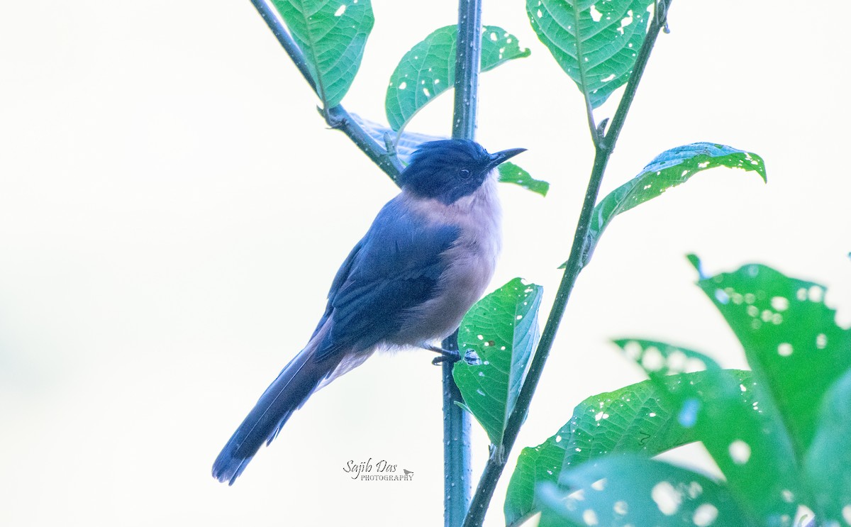 Rufous Sibia - ML643227411
