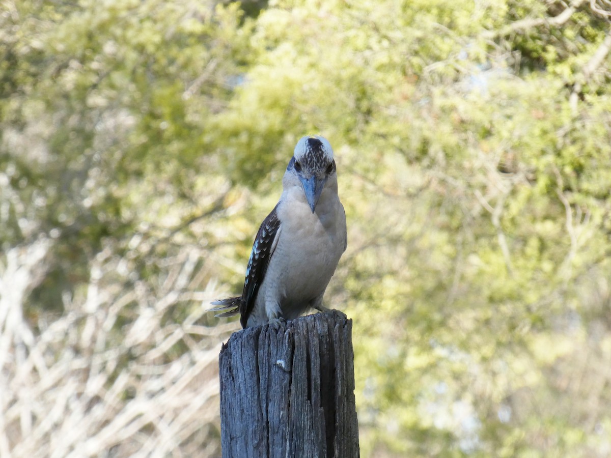 Laughing Kookaburra - ML643227413
