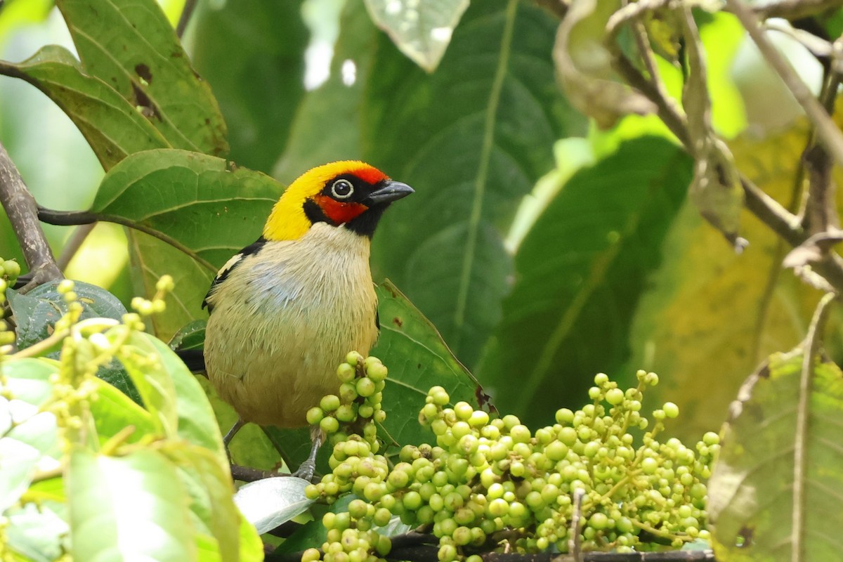 Flame-faced Tanager - ML643227422