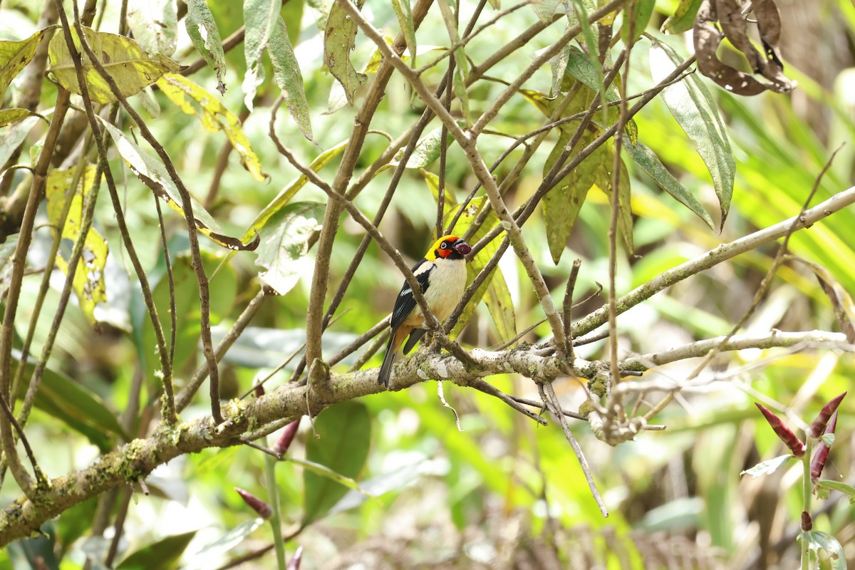 Flame-faced Tanager - ML643227424