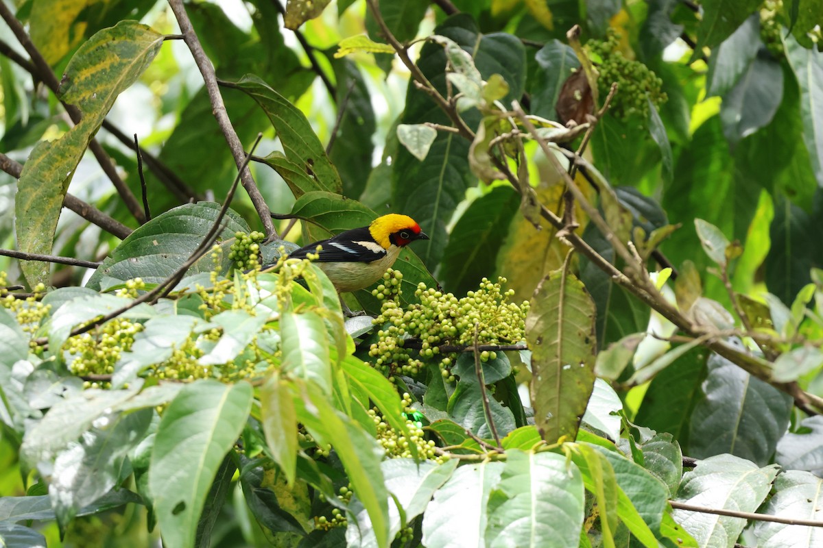 Flame-faced Tanager - ML643227425