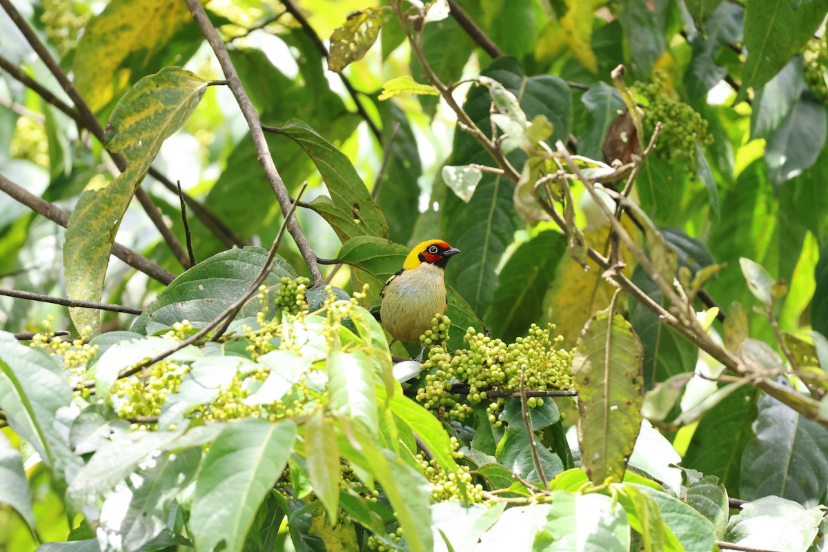 Flame-faced Tanager - ML643227426