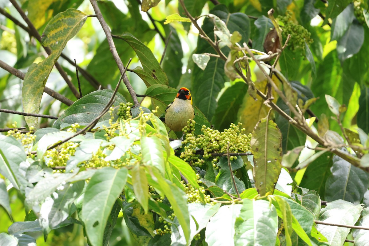 Flame-faced Tanager - ML643227427
