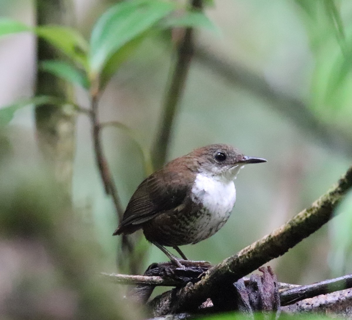 Scaly-breasted Wren - ML643227441
