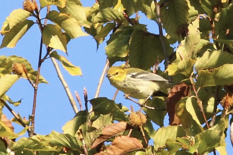Black-throated Green Warbler - ML643227451