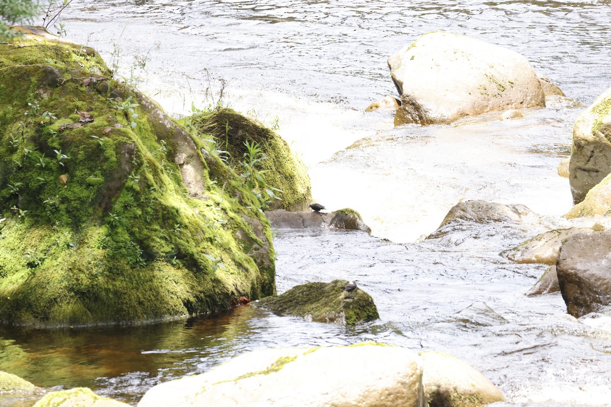 White-capped Dipper - ML643227458