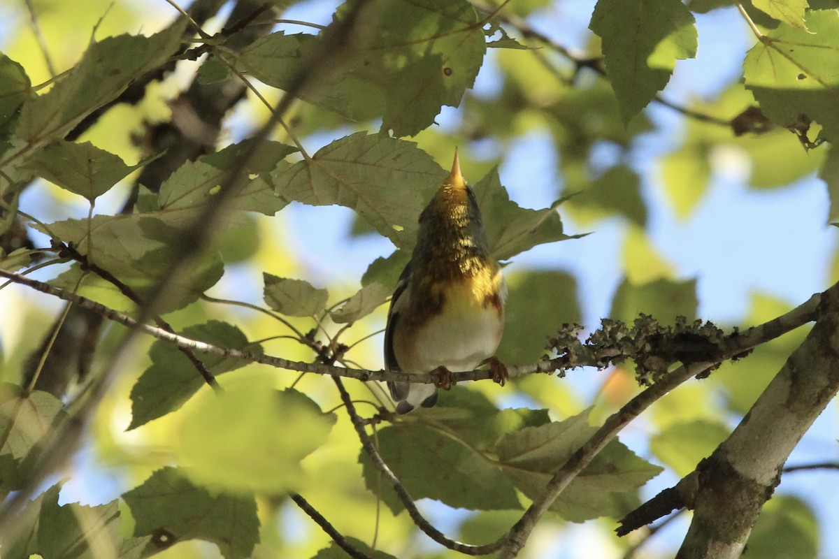 Northern Parula - ML643227462