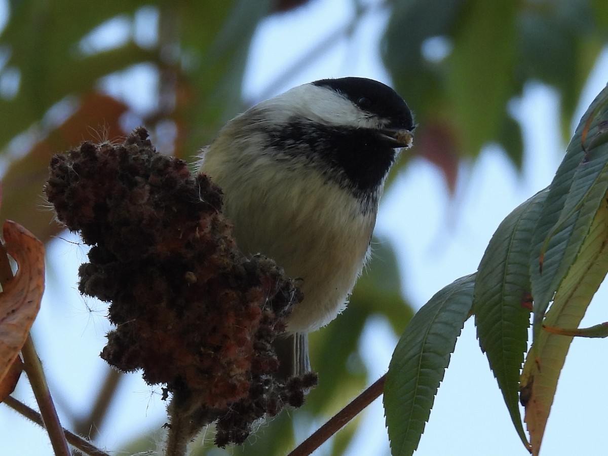 Black-capped Chickadee - ML643227466