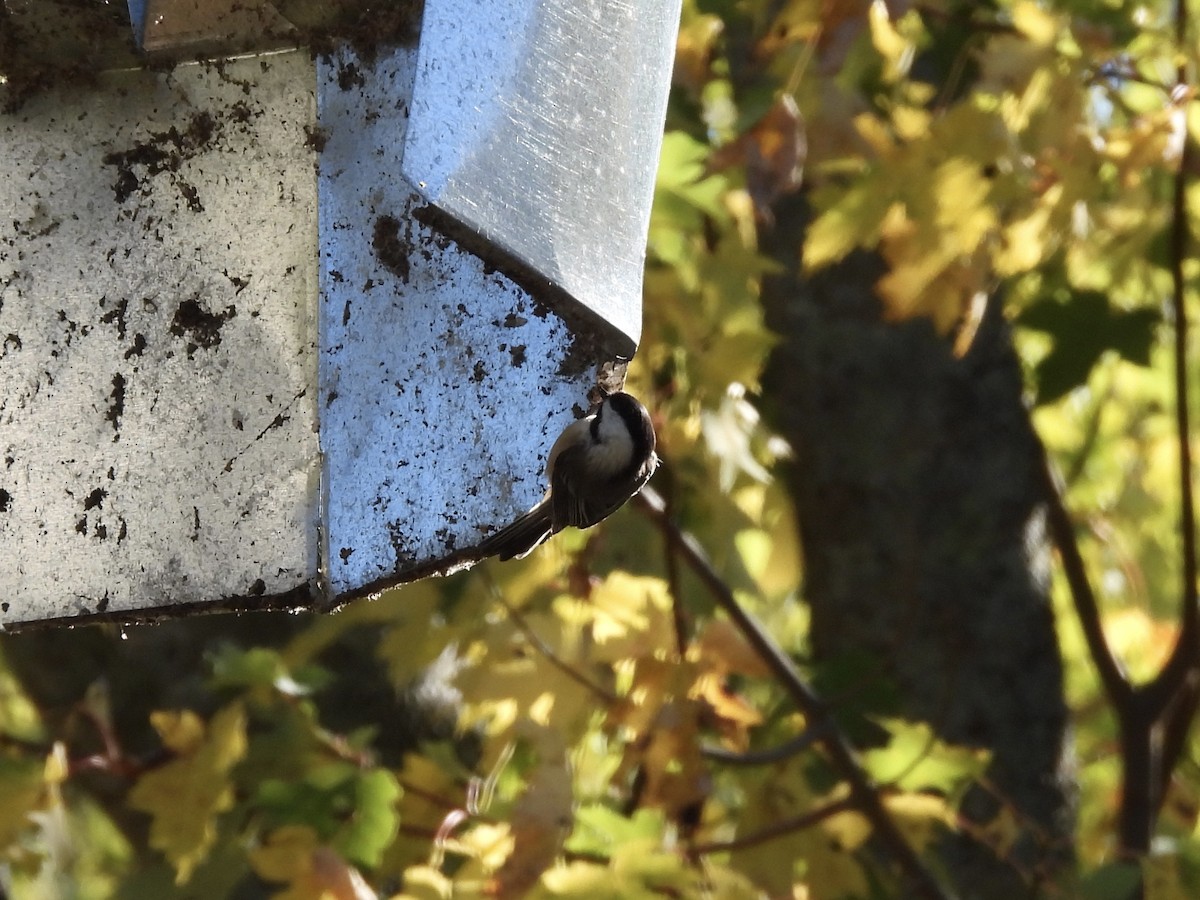 Black-capped Chickadee - ML643227467