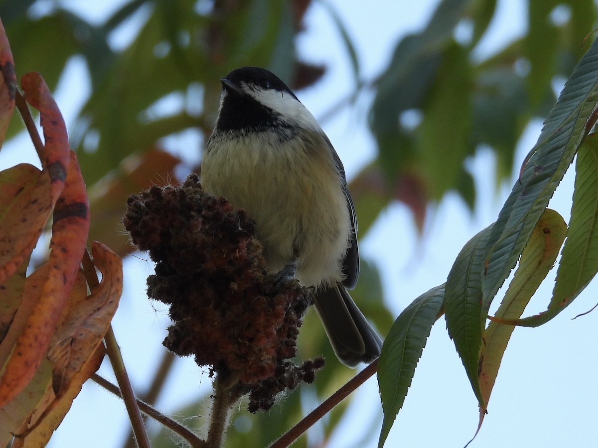 Black-capped Chickadee - ML643227468