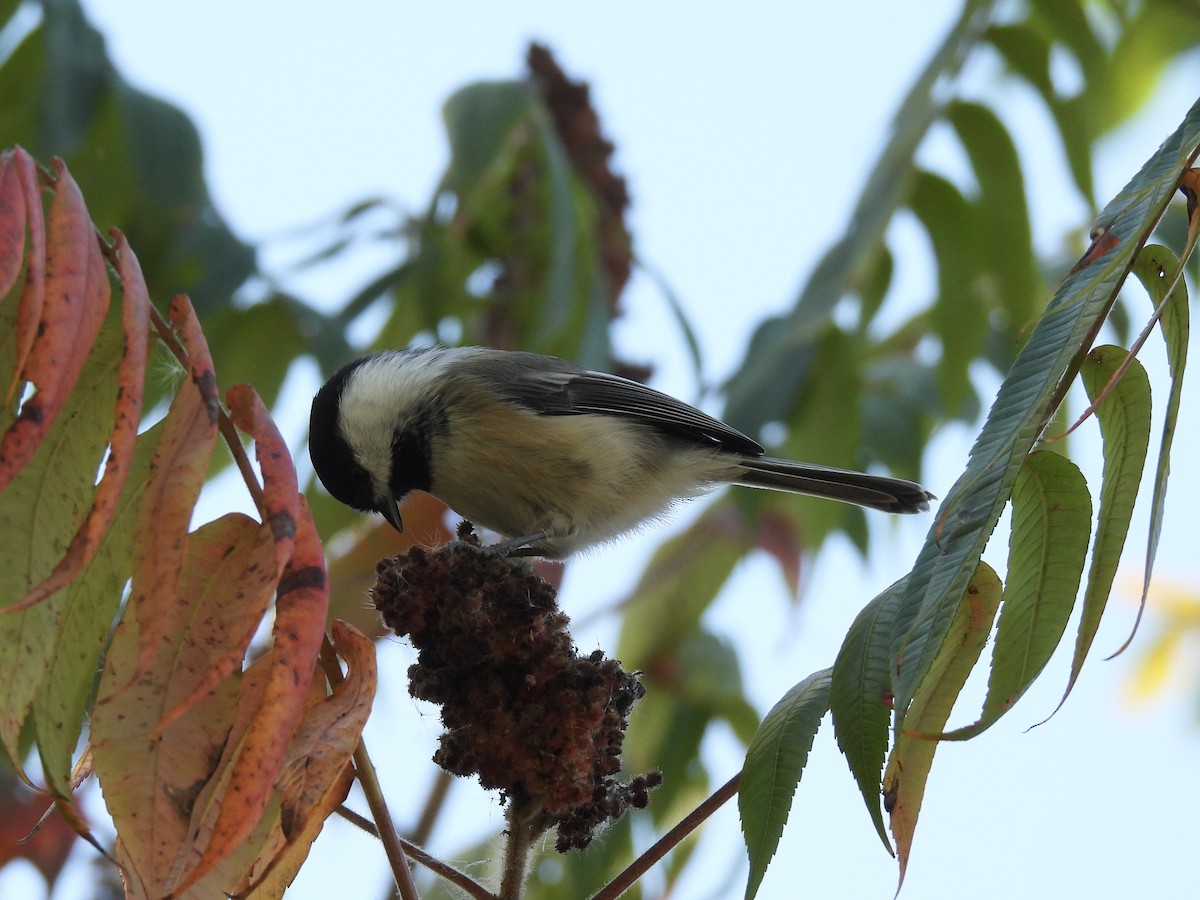 Black-capped Chickadee - ML643227469