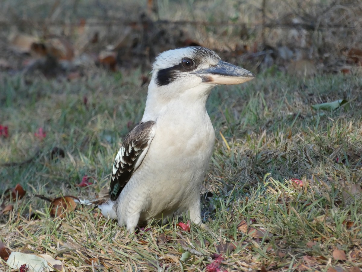 Laughing Kookaburra - ML643227470