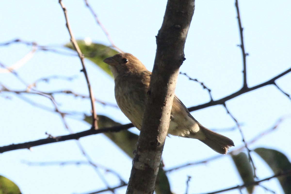 Indigo Bunting - ML643227474