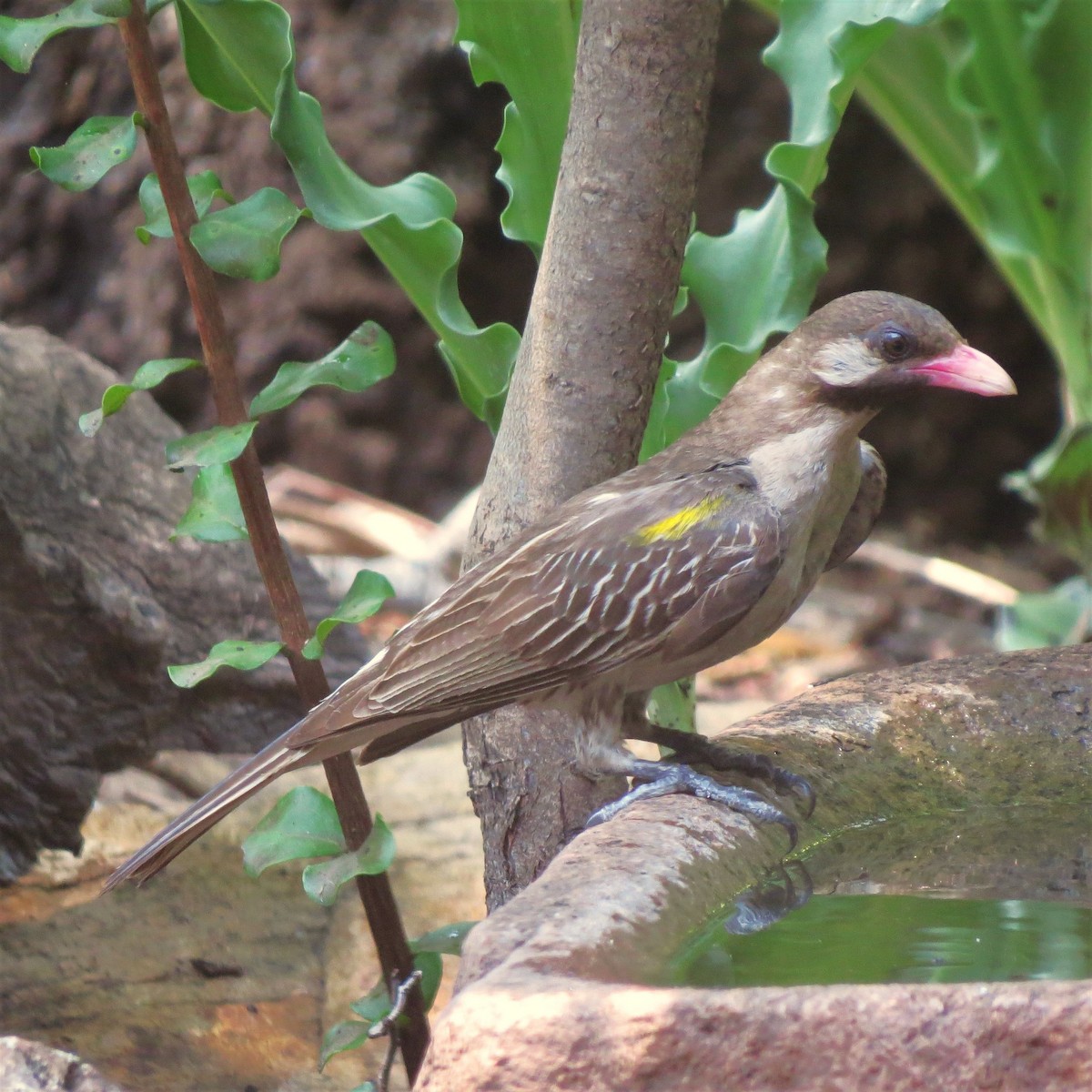 Greater Honeyguide - ML643227476