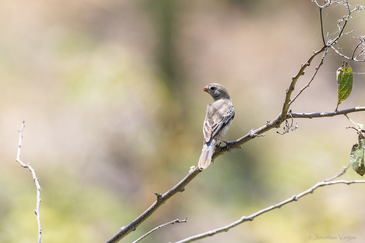 Ruddy-breasted Seedeater - ML643227479