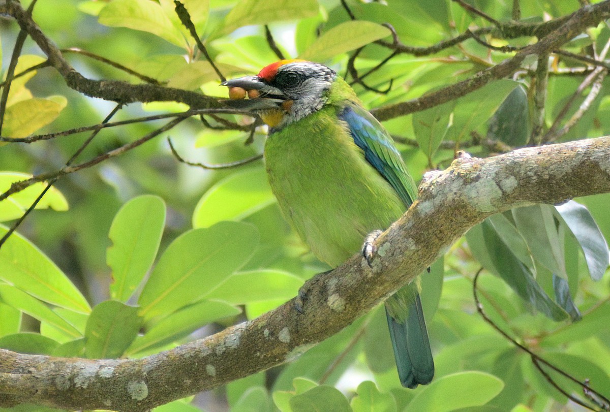 Golden-throated Barbet (Malayan) - ML643227480