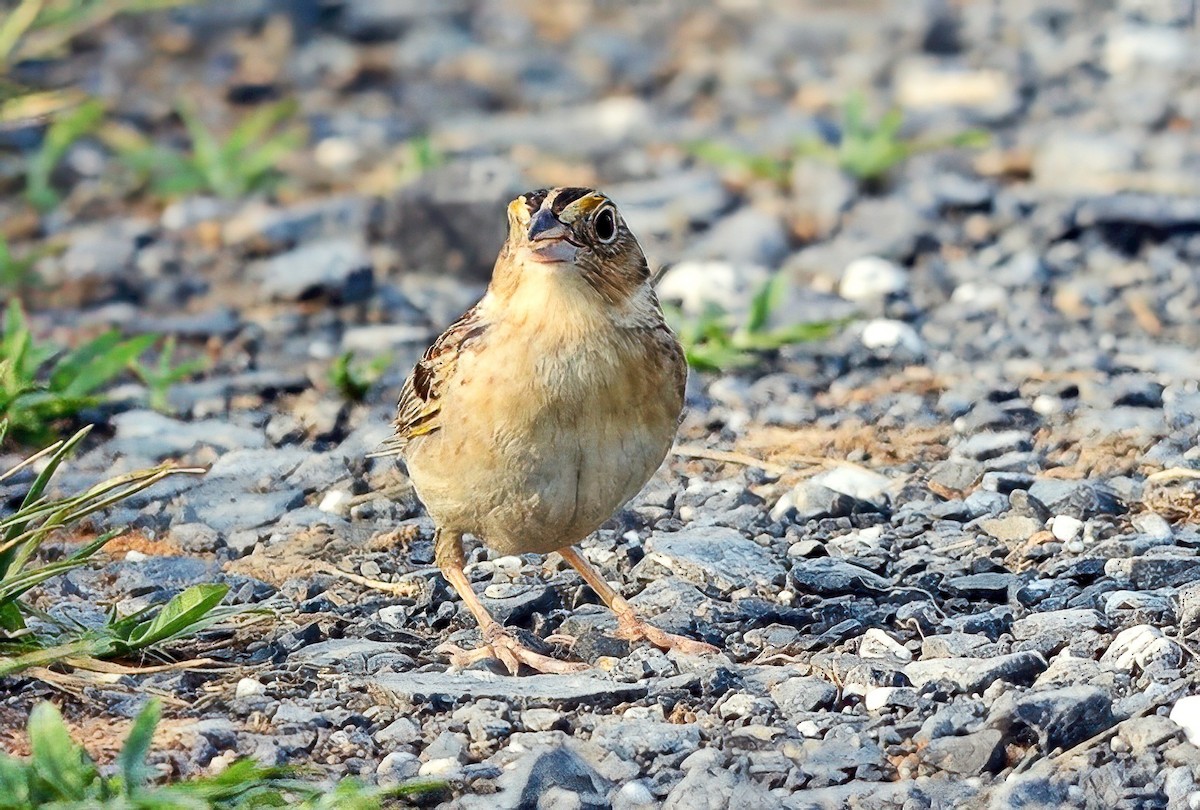Grasshopper Sparrow - ML643227481