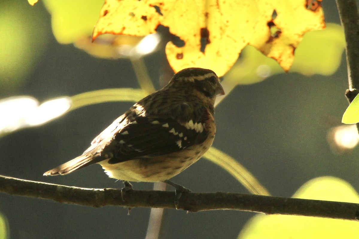 Rose-breasted Grosbeak - ML643227482