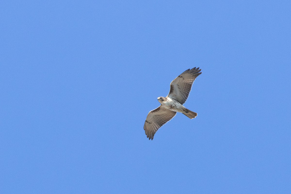 Red-tailed Hawk - ML643227484