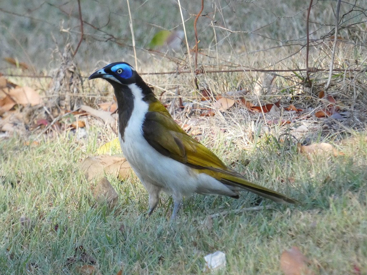 Blue-faced Honeyeater - ML643227488