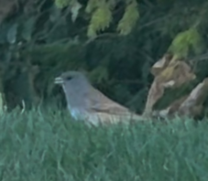Dark-eyed Junco (Slate-colored) - ML643227499