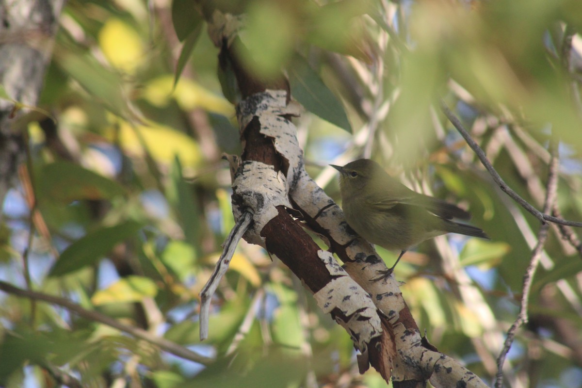 Orange-crowned Warbler - ML643227556
