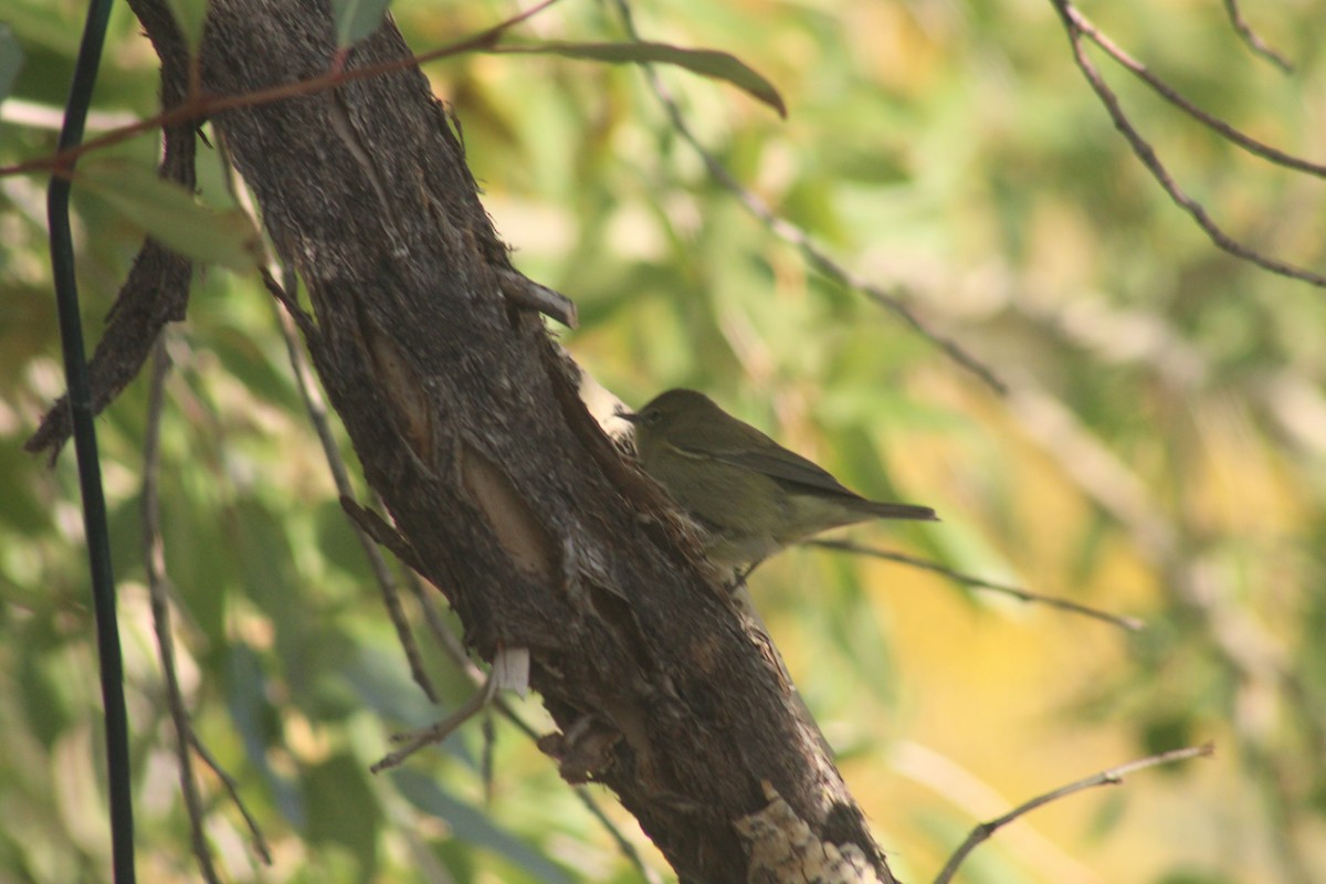 Orange-crowned Warbler - ML643227557