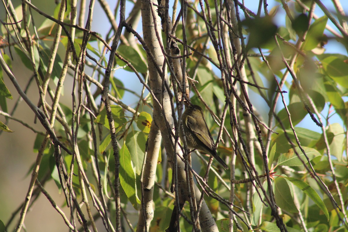 Orange-crowned Warbler - ML643227558