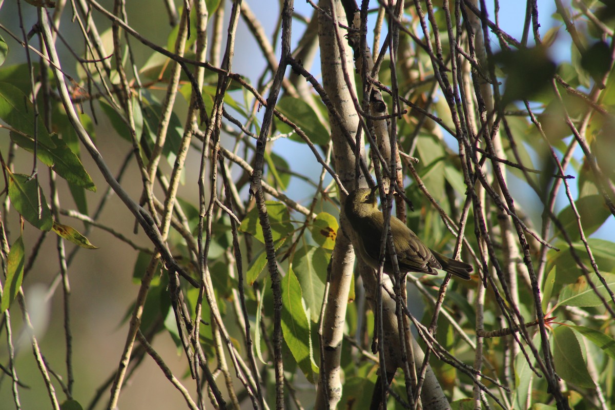 Orange-crowned Warbler - ML643227559