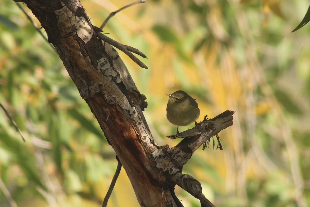 Orange-crowned Warbler - ML643227560