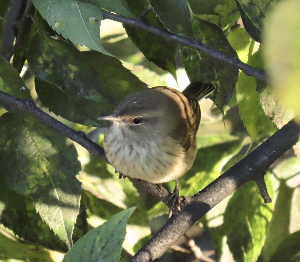 Palm Warbler (Western) - ML643227572