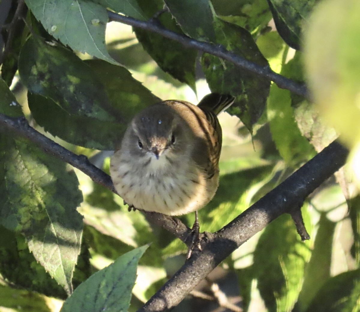 Palm Warbler (Western) - ML643227574