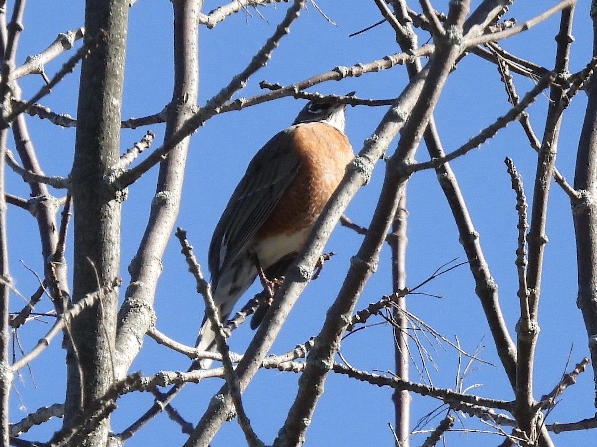 American Robin - ML643227575