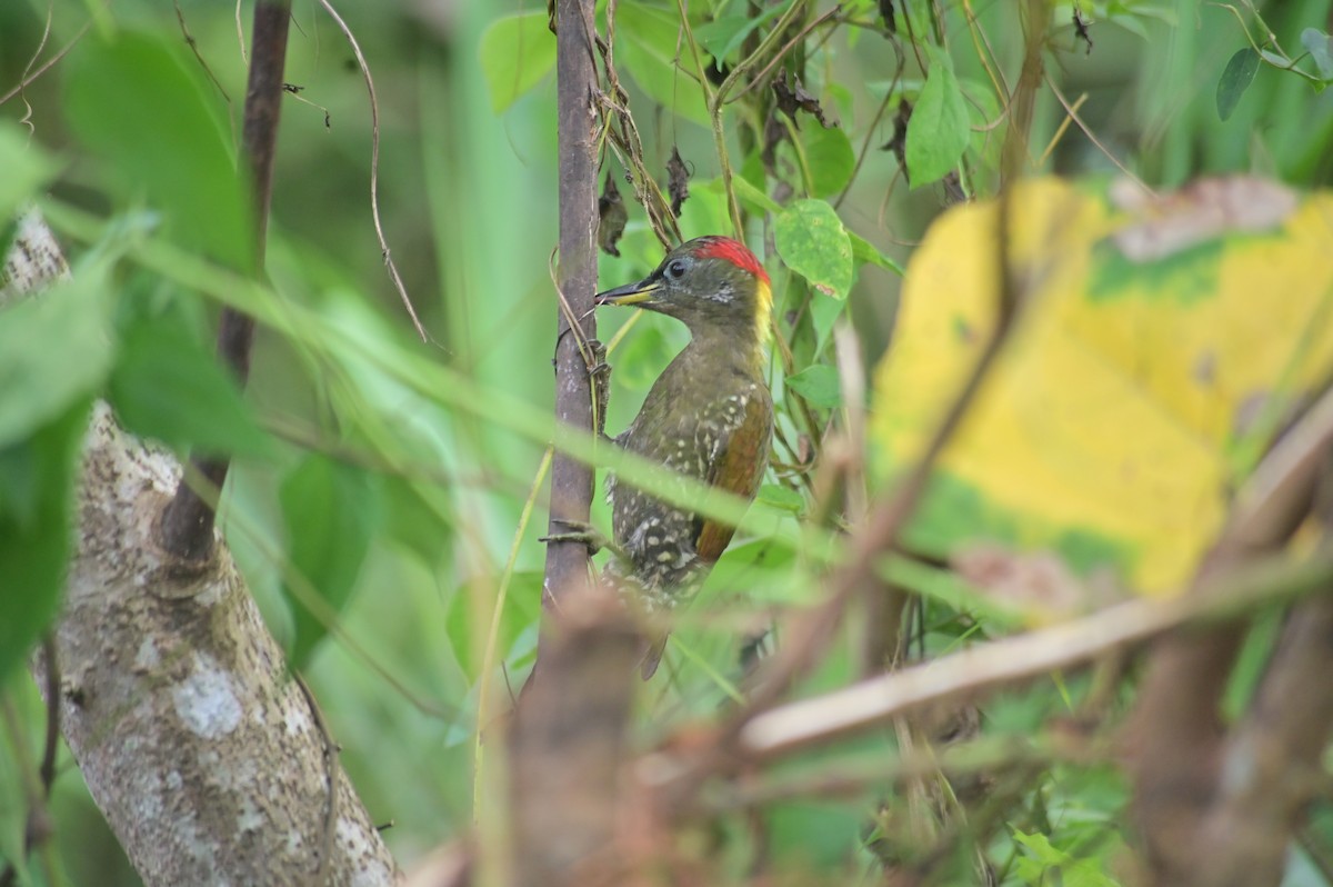 Lesser Yellownape - ML643227578