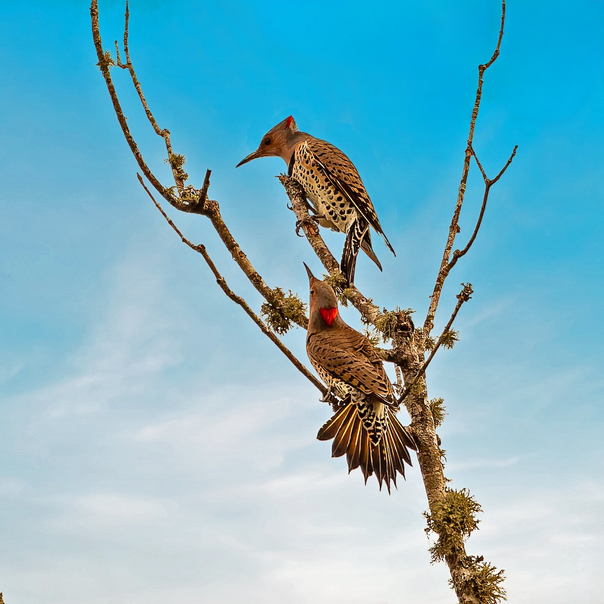 Northern Flicker - ML643227579