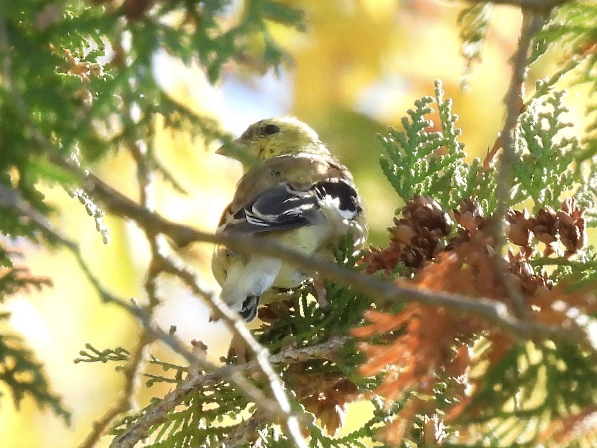 American Goldfinch - ML643227581