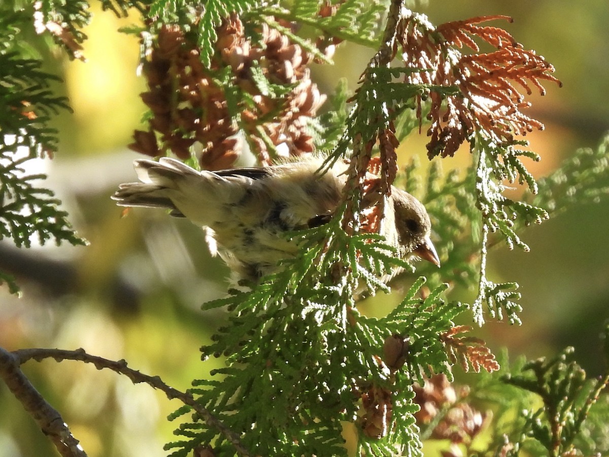 American Goldfinch - ML643227582